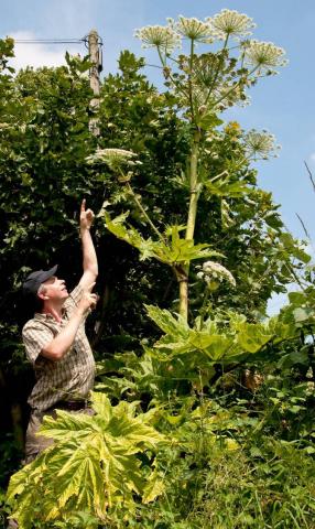 Giant Hogweed - sap can cause severe blistering to skin