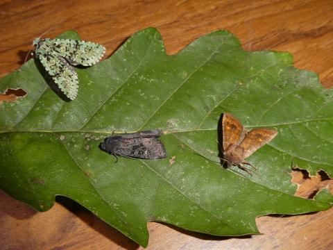 Merveille du Jour (left), Black Rustic and Satellite moths at Marks Hill Wood. Photo: Peter Furze.