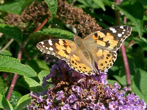 Painted Lady Butterfly. Photo: George Catchpole
