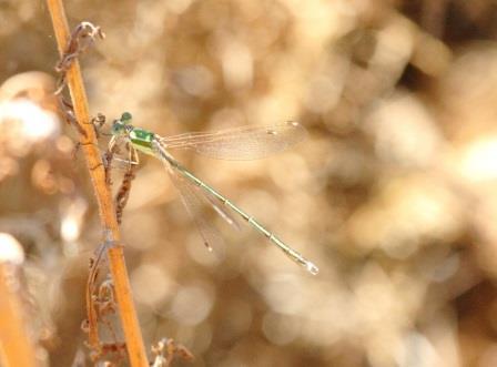 Southern Emerald Damselfly. Photo: Andrew Armstrong