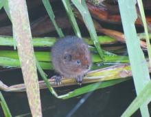 Young Water Vole at Fordham Hall. Darren Tansley