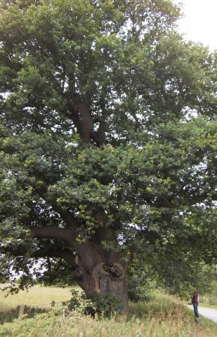 Ancient Oak at Abberton. Photo: EWT